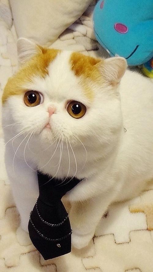 G20Ê×´ÎÎÀÉú²¿³¤»áÒé¾ÙÐÐ ¹²ÉÌÈ«ÇòÎÀÉú´ó¼Æ