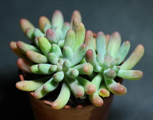 ÀÖÔ°Ìׯ±Ö»ÄÜ´øÒ»¸öÍÞ Ç××ÓÏû·ÑÊг¡ÔµºÎºöÂÔ¶þº¢