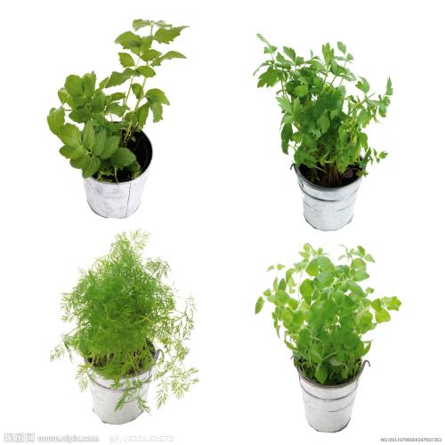 ÖйúÖÆÔìÈÕ|¡°À×»ðÉñɽ¡±ºÍËüÃǵÄÓ²ºË¡°ÅóÓÑ¡±