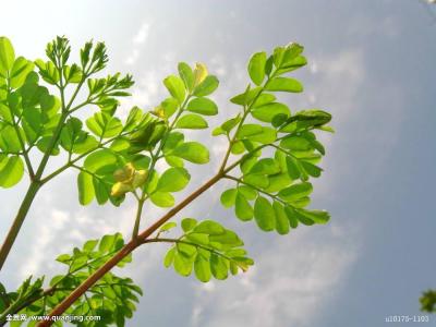 Áª´óÖ÷ϯÐÂÄêÖ嫂 ÓõÈ«ÊÀ½çÐÁ¦ÖÕ½áйÚÒßÇé