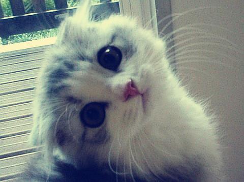 ɹԡ°Ô¡¢´©Ã«Ò¡¡¶¯ÎïÔ°ÅÂÀ䶯Îï¹ý¶¬ÓÐ