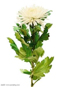 ¹²Ïí×ÔϰÊÒ³ÉΪ´´ÒµÈÈÃÅ Äã»áΪѧϰ·ÕΧÂòµ¥Âð£¿