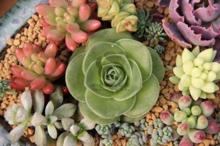 ÈÕ±¾·¢ÏÖÒ»Èë¾³Õ߸ÐȾÔÚÄϷdzöÏֵıäÒìйڲ¡¶¾