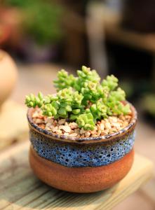 ¼ÖçëÁÁÈÎÏÌÑôÊдúÊг¤ Àä¾¢ËÉ´ÇÈ¥ÏÌÑôÊÐÊг¤Ö°Îñ