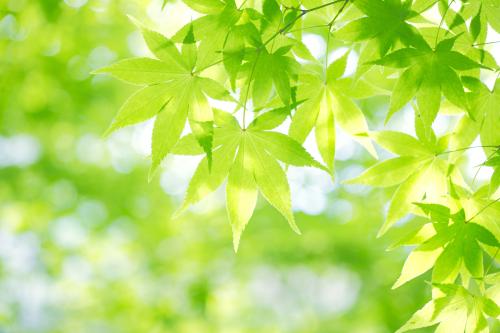 ÍõÒ»²©¸æºÚÇÖȨ°¸½«ÓÚ11Ô¿ªÍ¥