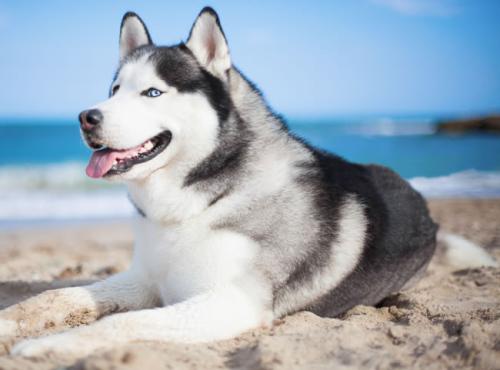 ×¢Òâ!¼à¹Ü²¿ÃÅÌáÐѾ¯ÌèÍøÂçÆ½Ì¨ÓÕµ¼¹ý¶È½è´û